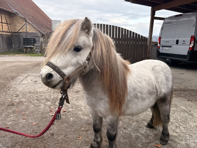 Mini pony Shetland Semental 5 años 85 cm Tordo in Fronreute
