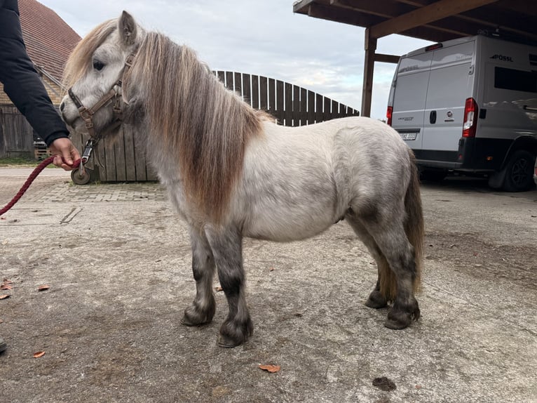 Mini pony Shetland Semental 5 años 85 cm Tordo in Fronreute