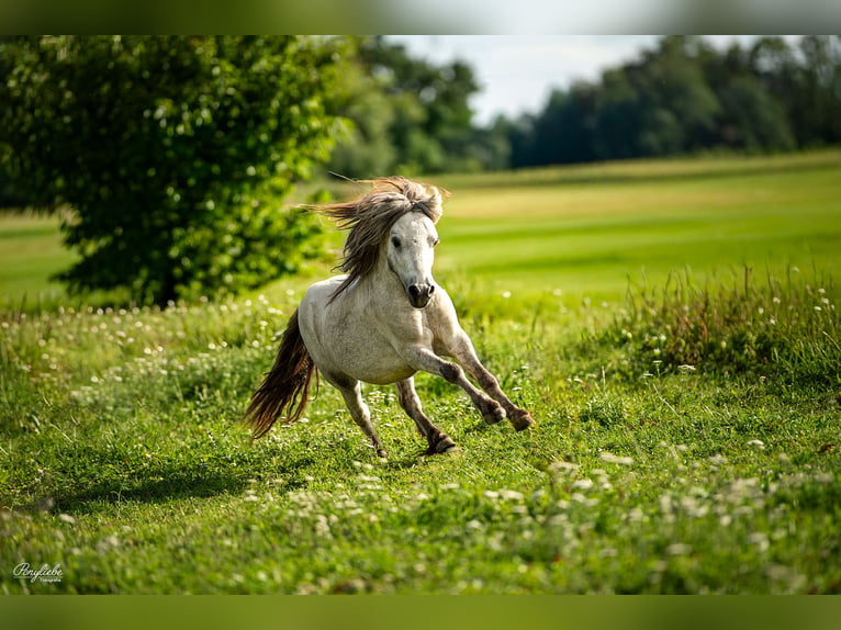 Mini pony Shetland Semental 5 años 85 cm Tordo in Fronreute