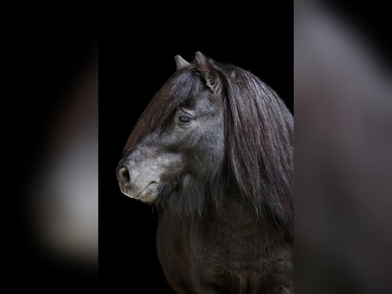 Mini pony Shetland Semental 6 años 84 cm Negro in Tweng