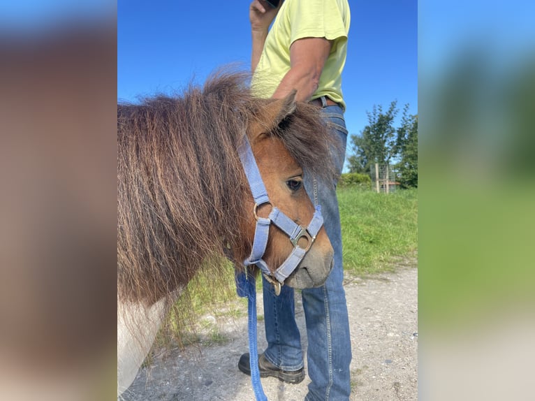 Mini pony Shetland Semental 6 años 84 cm Pío in Fehmarn