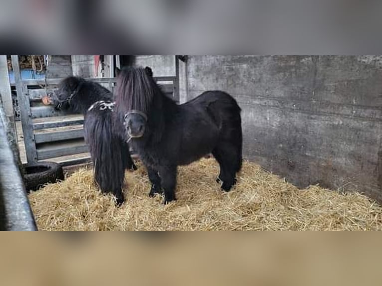 Mini pony Shetland Semental 6 años 87 cm Negro in Behrenhoff