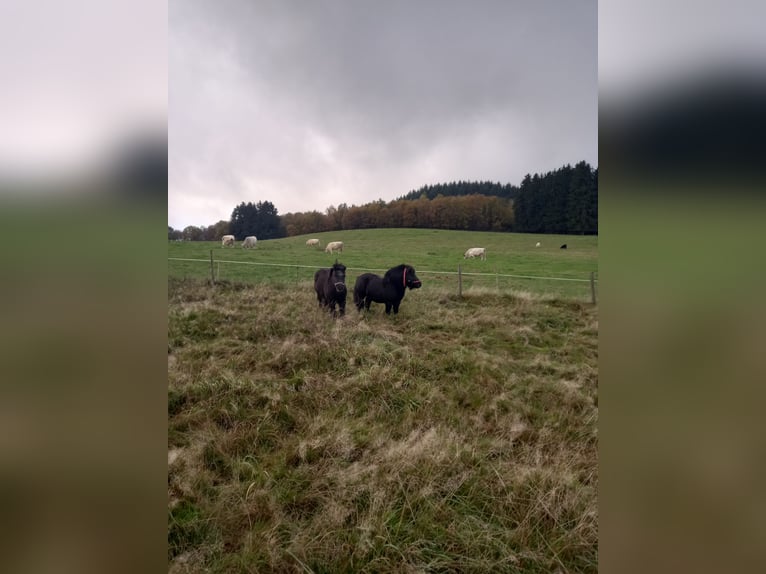 Mini pony Shetland Semental 6 años Negro in Namborn