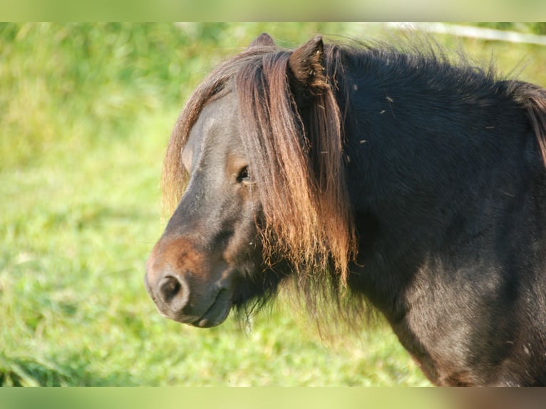 Mini pony Shetland Semental 8 años 68 cm Castaño in Kassel