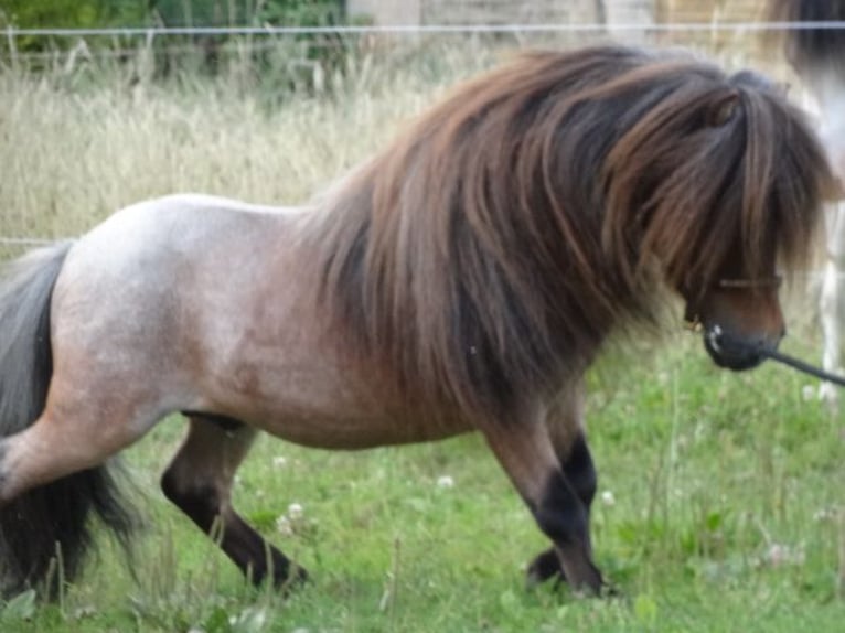 Mini pony Shetland Semental 8 años 78 cm Castaño-ruano in Gutow