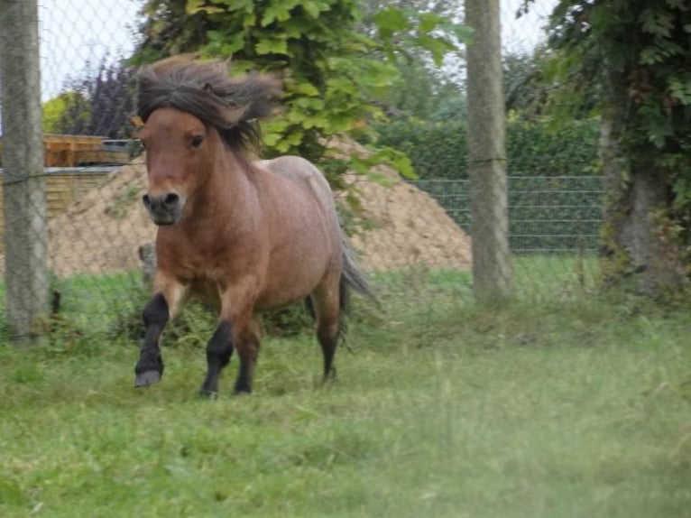 Mini pony Shetland Semental 8 años 78 cm Castaño-ruano in Gutow