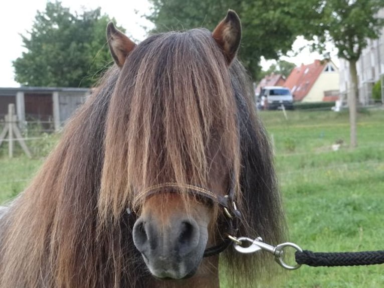 Mini pony Shetland Semental 8 años 78 cm Castaño-ruano in Gutow