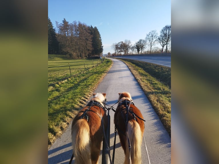 Mini pony Shetland Semental Alazán in Balzhausen