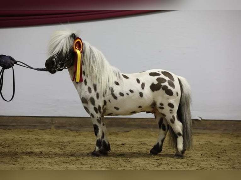 Mini pony Shetland Semental Atigrado/Moteado in Maselheim