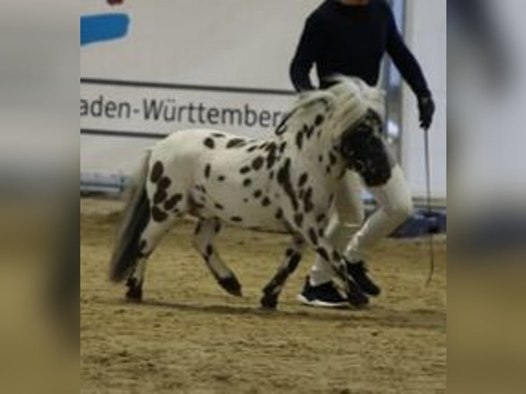 Mini pony Shetland Semental Atigrado/Moteado in Maselheim