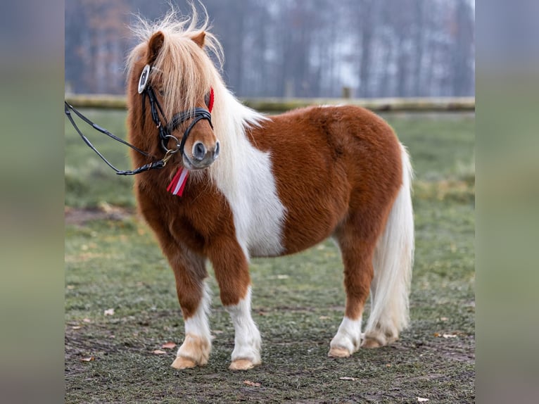 Mini pony Shetland Semental in G&#xFC;tersloh