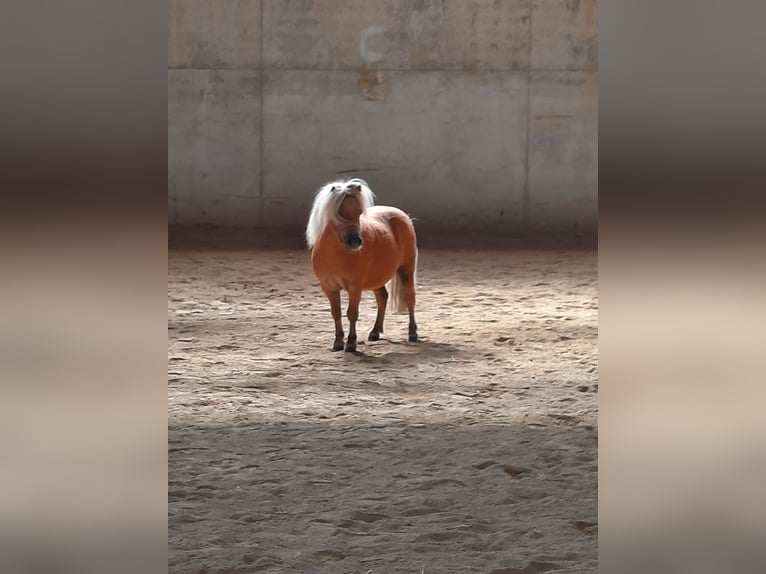 Mini pony Shetland Semental Palomino in Marktl