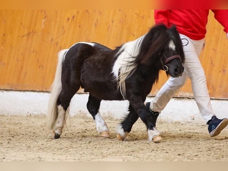 Mini pony Shetland Semental Pío in Neuenkirchen