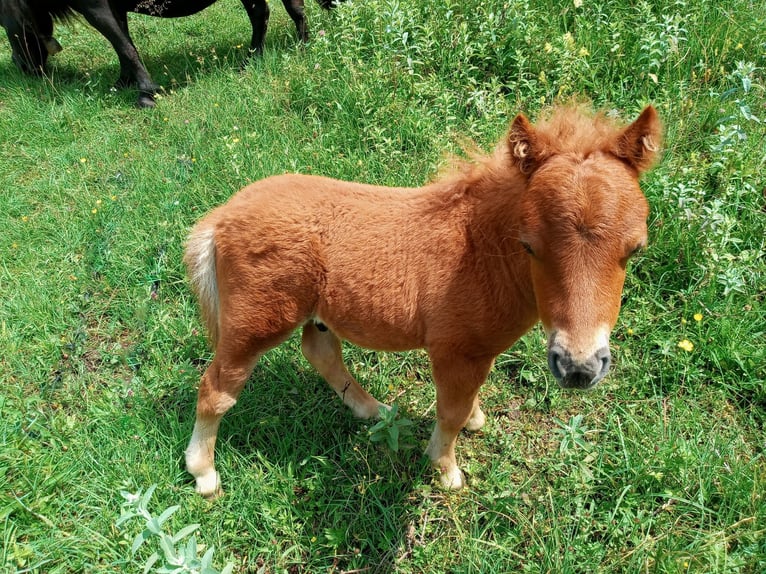 Mini pony Shetland Semental  75 cm Alazán in Abtenau