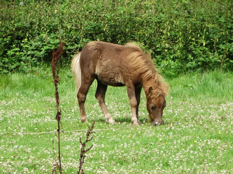 Mini pony Shetland Semental Potro (04/2024) 82 cm Alazán-tostado in Linnich