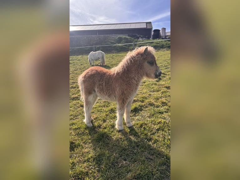 Mini pony Shetland Semental Potro (03/2026) 85 cm Alazán in Niederwampach