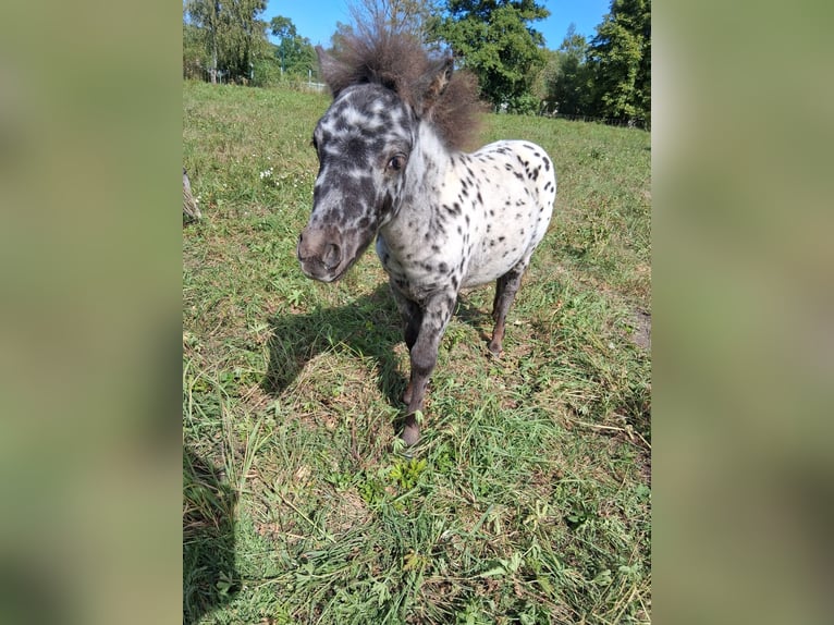 Mini pony Shetland Semental Potro (05/2025) Atigrado/Moteado in Heldburg
