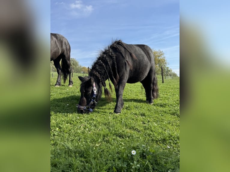 Mini pony Shetland Semental Potro (05/2026) Castaño oscuro in Beusichem