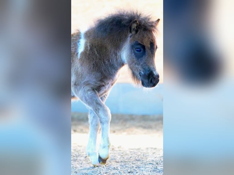 Mini pony Shetland Semental Potro (04/2026) Pío in Kellinghusen