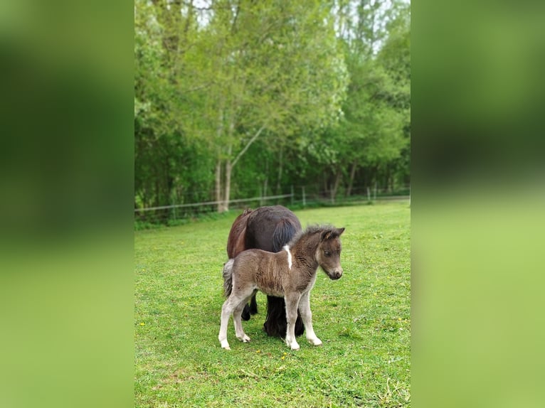 Mini pony Shetland Semental Potro (04/2026) Pío in Kellinghusen