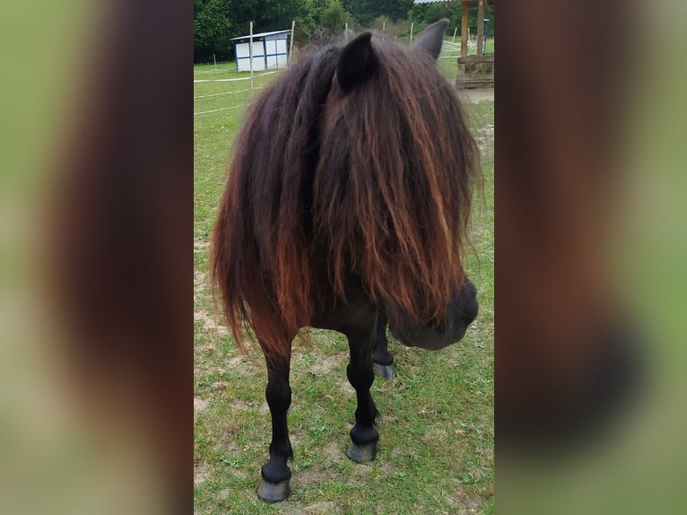 Mini pony Shetland Semental Potro (04/2026) Pío in Kellinghusen