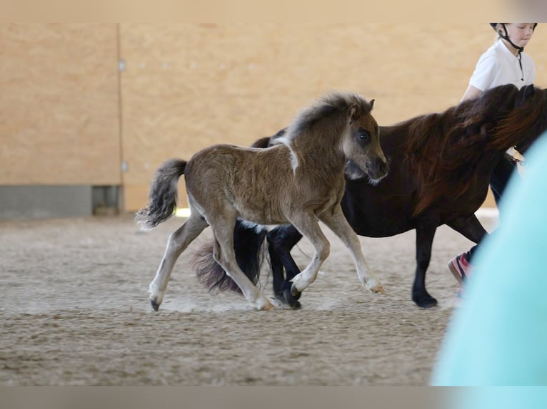 Mini pony Shetland Semental Potro (04/2026) Pío in Kellinghusen