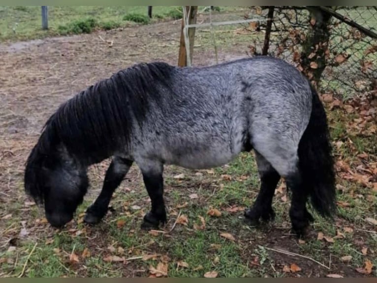 Mini pony Shetland Semental Ruano azulado in Northeim