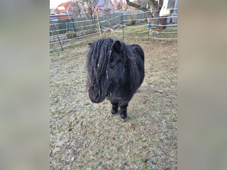 Mini pony Shetland Semental Ruano azulado in Northeim