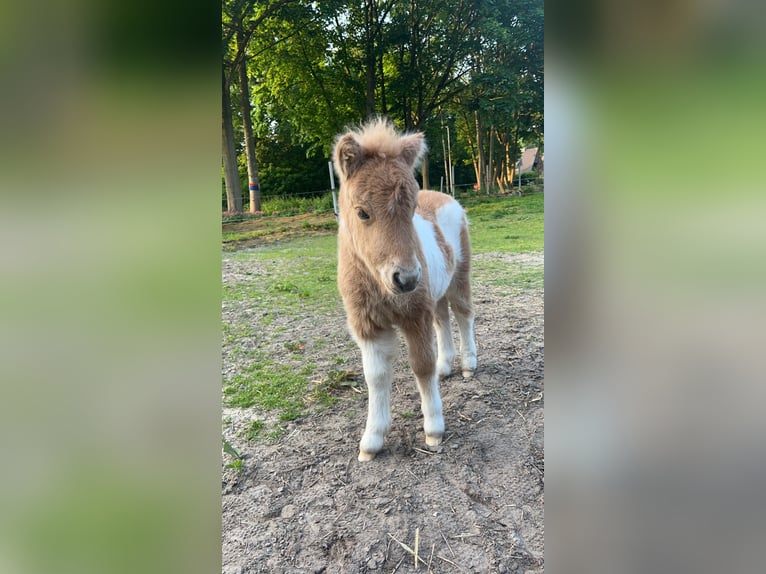 Mini pony Shetland Yegua 10 años 86 cm Castaño oscuro in Haselünne