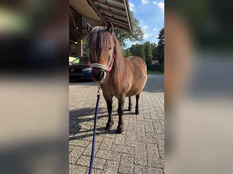 Mini pony Shetland Yegua 10 años 86 cm Castaño oscuro in Haselünne