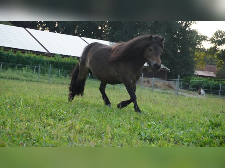 Mini pony Shetland Yegua 10 años 86 cm Castaño oscuro in Haselünne