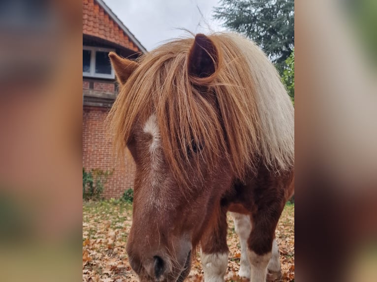 Mini pony Shetland Yegua 10 años 90 cm Castaño in Maasen