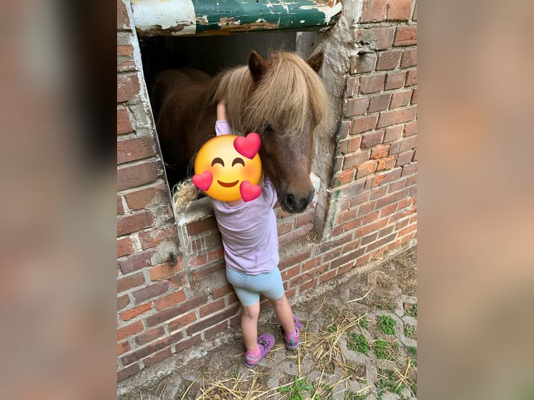 Mini pony Shetland Yegua 10 años Alazán in Bomlitz