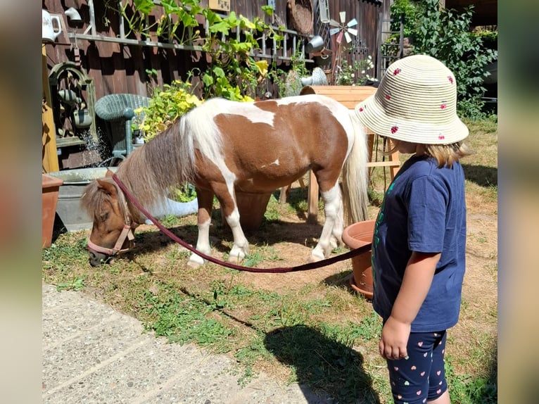 Mini pony Shetland Yegua 10 años Pío in Oberzent