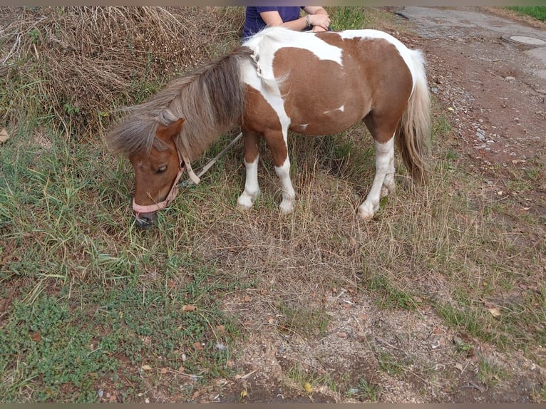Mini pony Shetland Yegua 10 años Pío in Oberzent