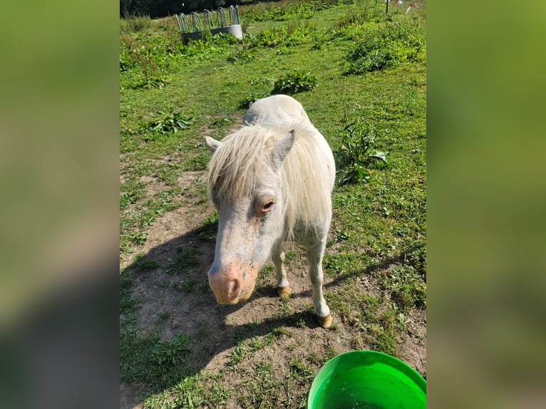 Mini pony Shetland Yegua 11 años 60 cm Tordo rodado in Stiege