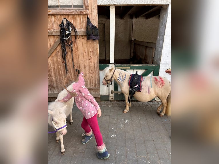 Mini pony Shetland Yegua 11 años 78 cm Cremello in Winkel