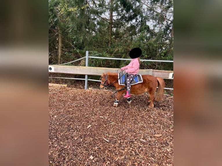 Mini pony Shetland Yegua 11 años 82 cm Alazán in Schorndorf