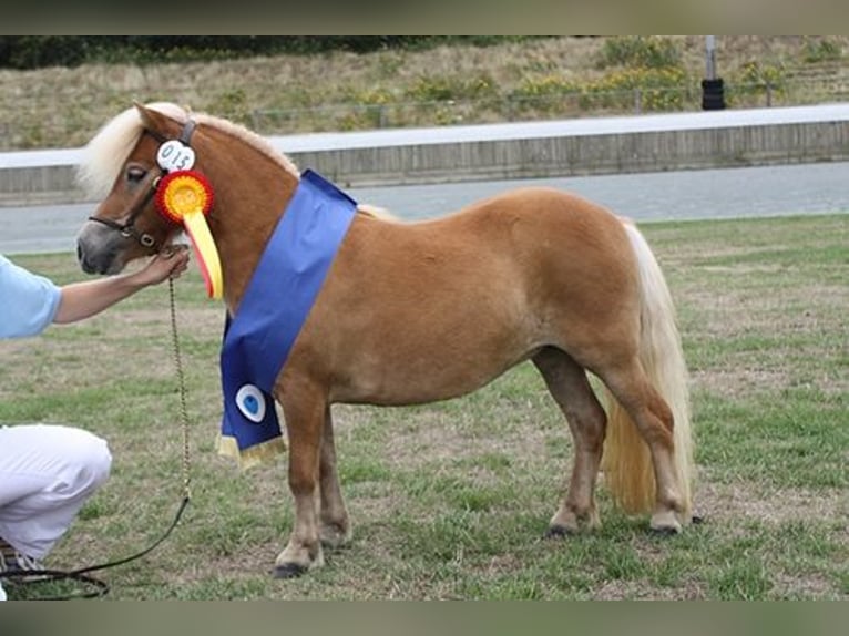 Mini pony Shetland Yegua 11 años 82 cm Alazán in Nossen