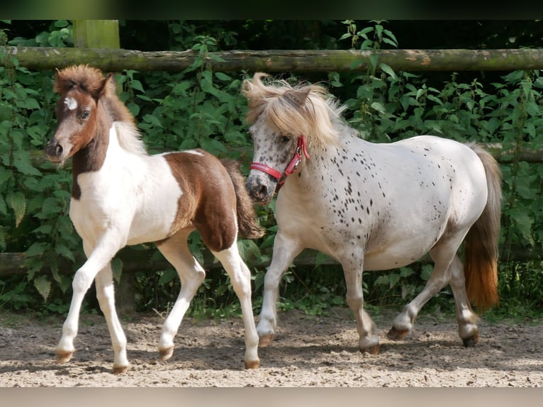 Mini pony Shetland Yegua 11 años 85 cm in Dorsten