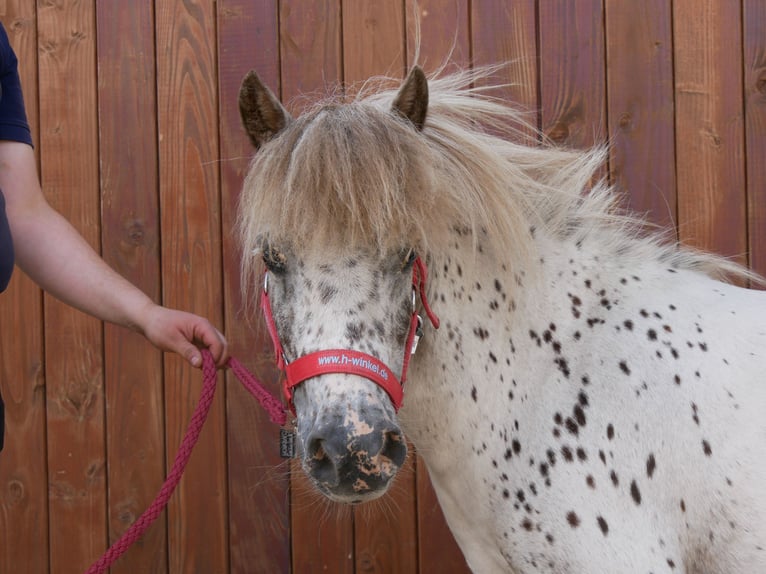 Mini pony Shetland Yegua 11 años 85 cm in Dorsten