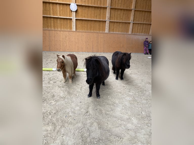 Mini pony Shetland Yegua 12 años 80 cm Castaño in Kitzingen