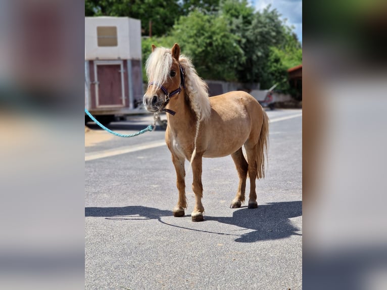 Mini pony Shetland Yegua 12 años 80 cm Castaño in Kitzingen