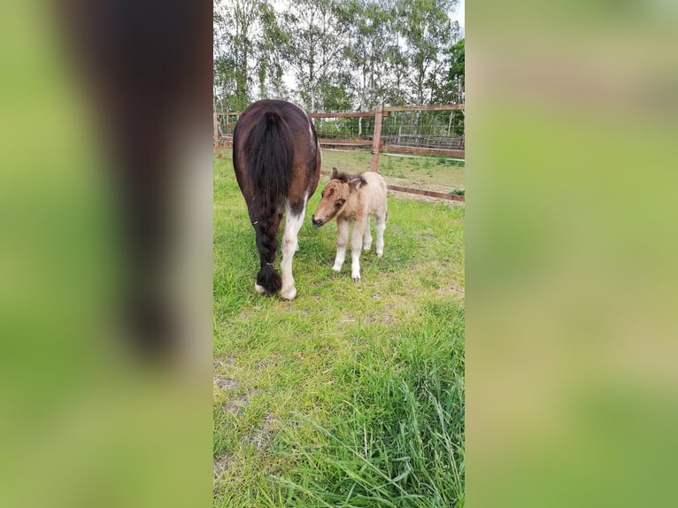 Mini pony Shetland Yegua 12 años 86 cm Pío in Großenkneten