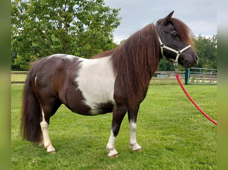 Mini pony Shetland Yegua 13 años 86 cm Palomino in Kronach