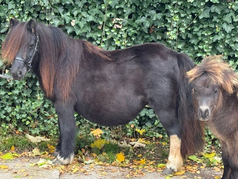 Mini pony Shetland Yegua 13 años 86 cm Palomino in Kronach