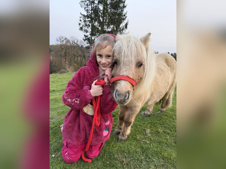 Mini pony Shetland Yegua 13 años 86 cm Palomino in Kronach