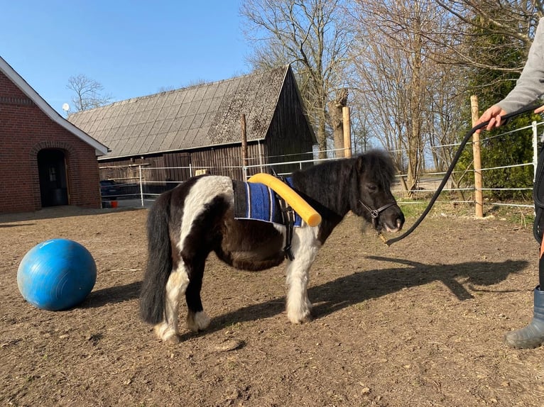 Mini pony Shetland Yegua 13 años 87 cm Pío in Ihlienworth