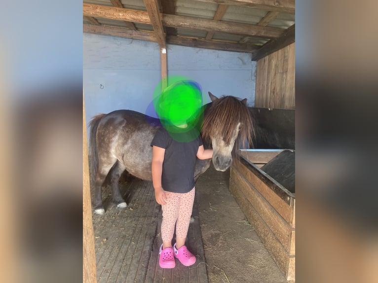 Mini pony Shetland Yegua 14 años 86 cm Castaño oscuro in Feuchtwangen
