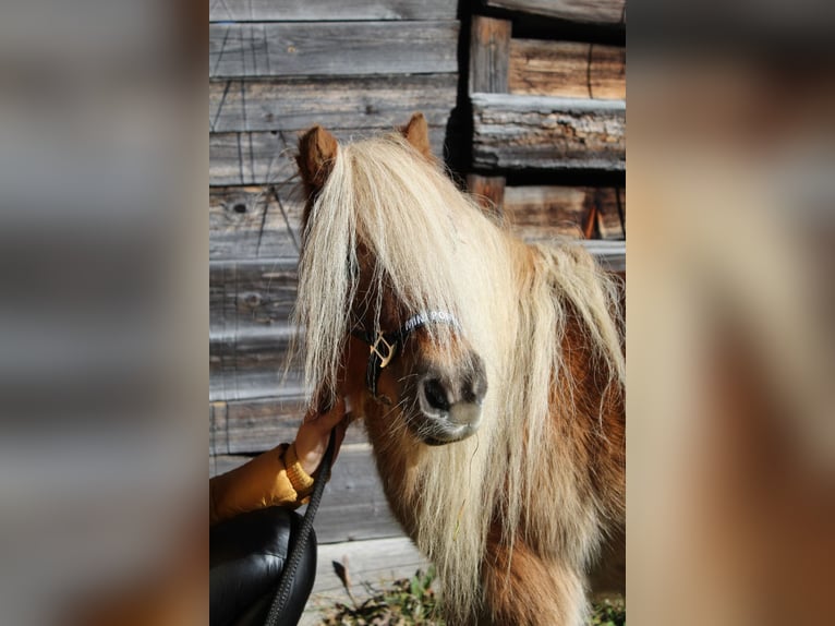 Mini pony Shetland Yegua 15 años 87 cm Alazán in Zams